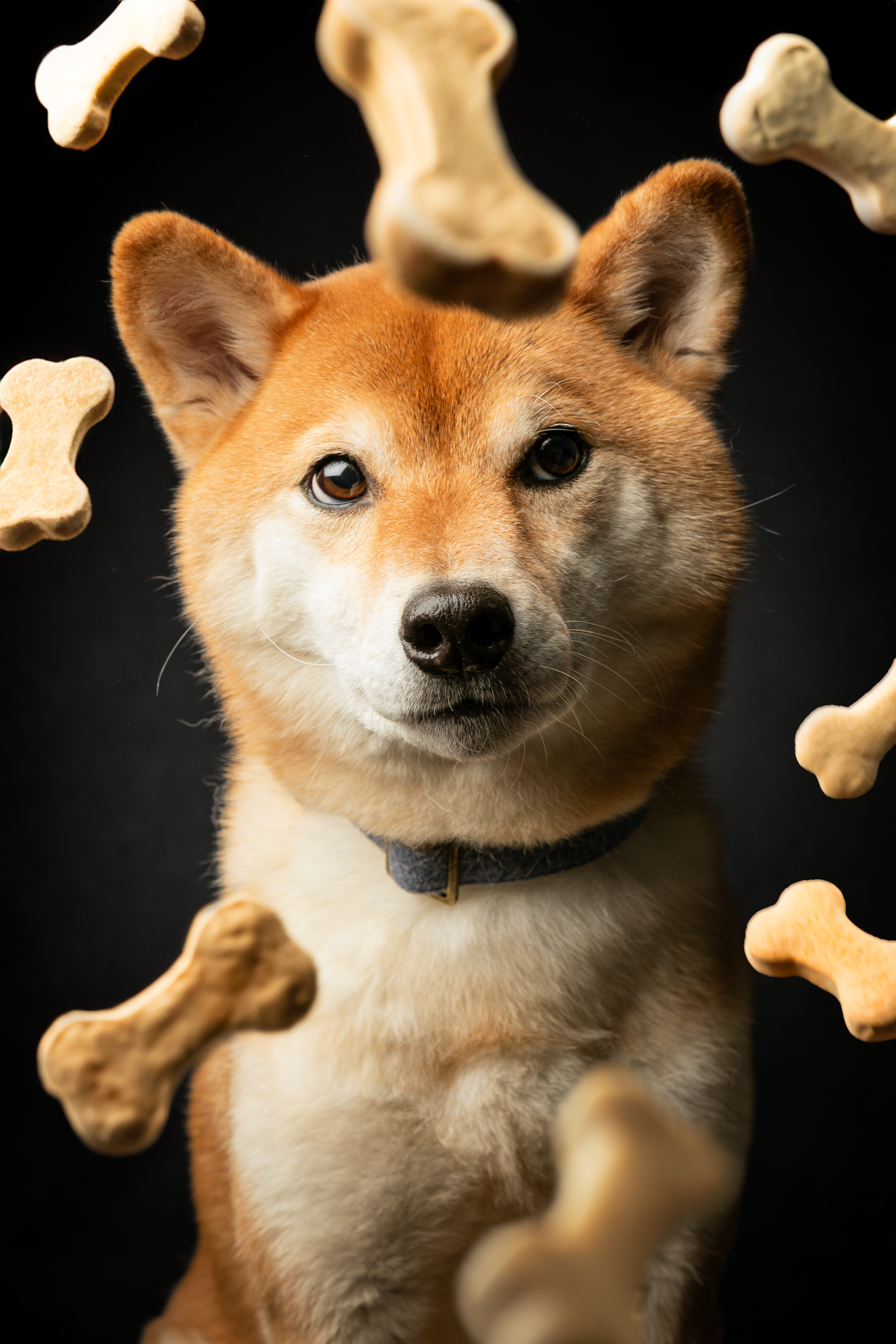 photo créative avec utilisation de l'ia pour idée originale avec un shiba et des croquettes