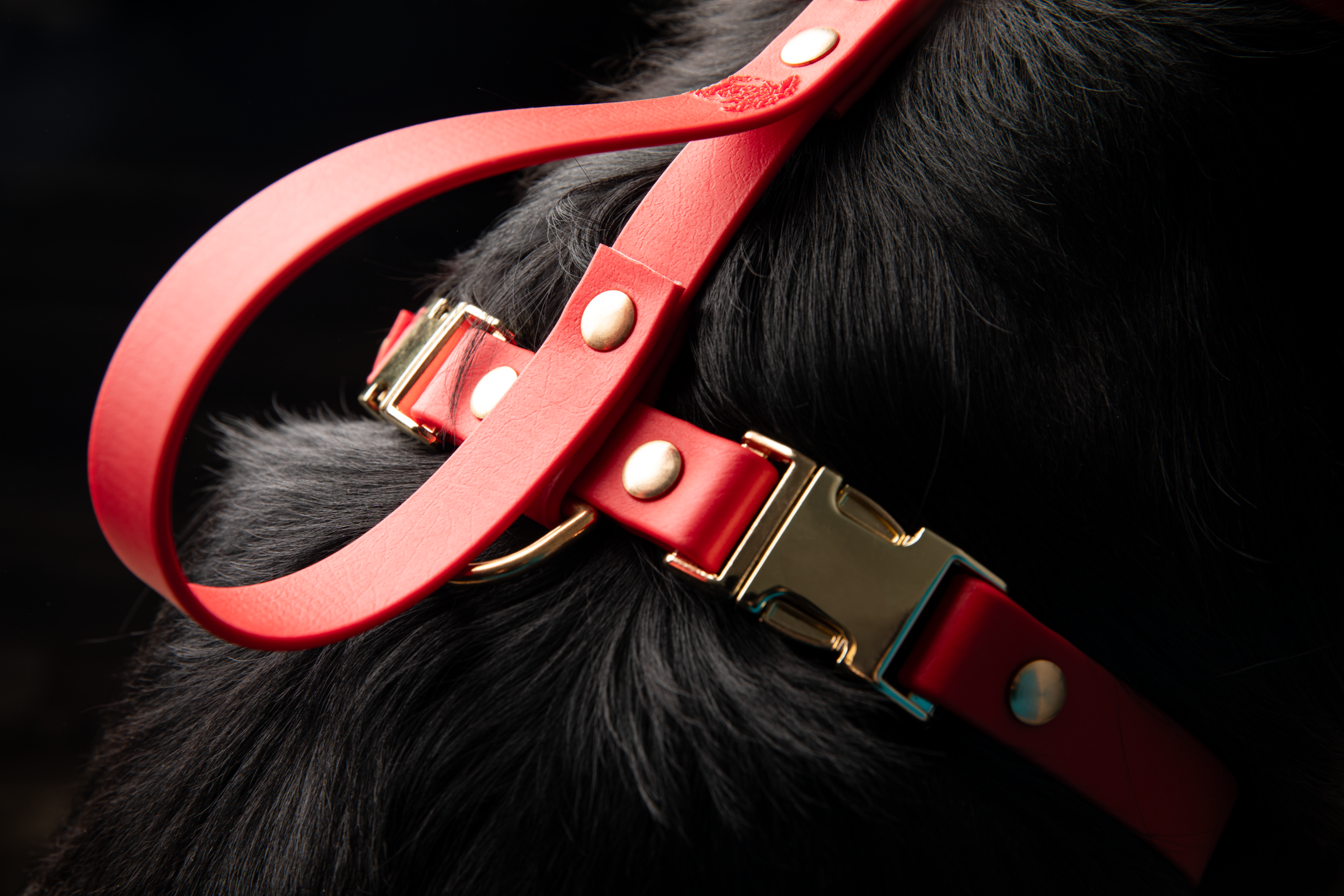 packshot laisse de chien