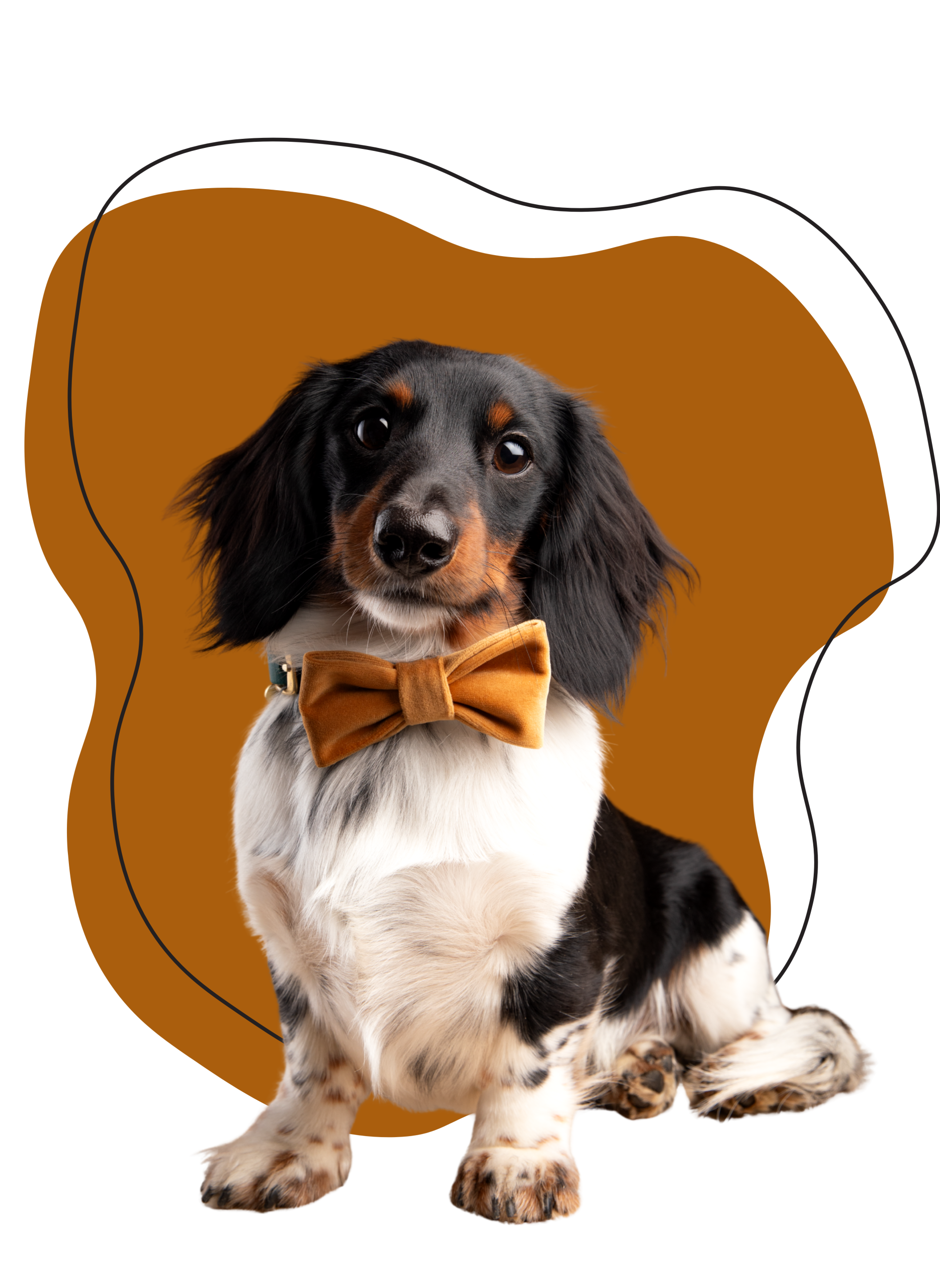 chien élégant avec nœud papillon