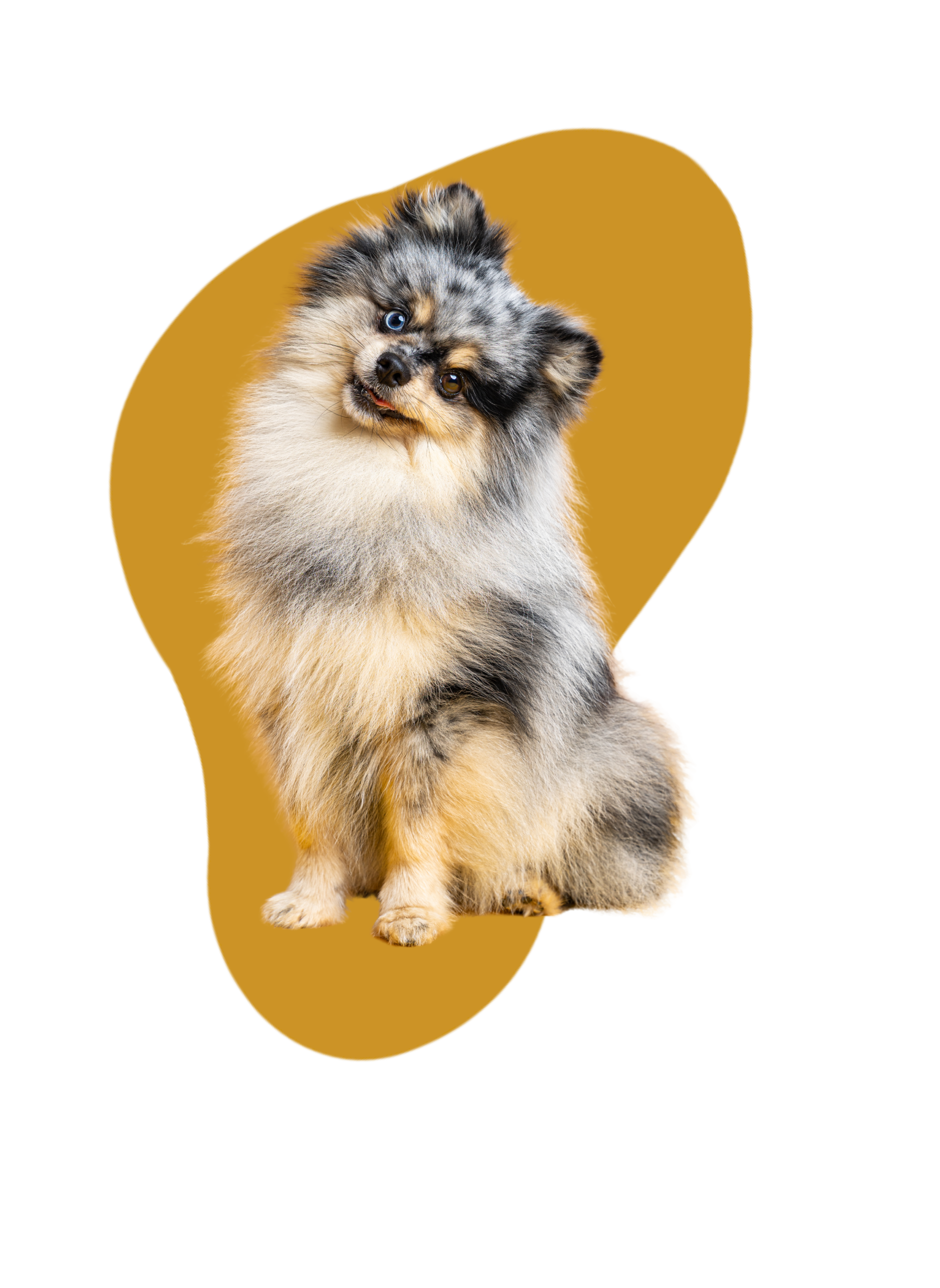 Chien très mignon