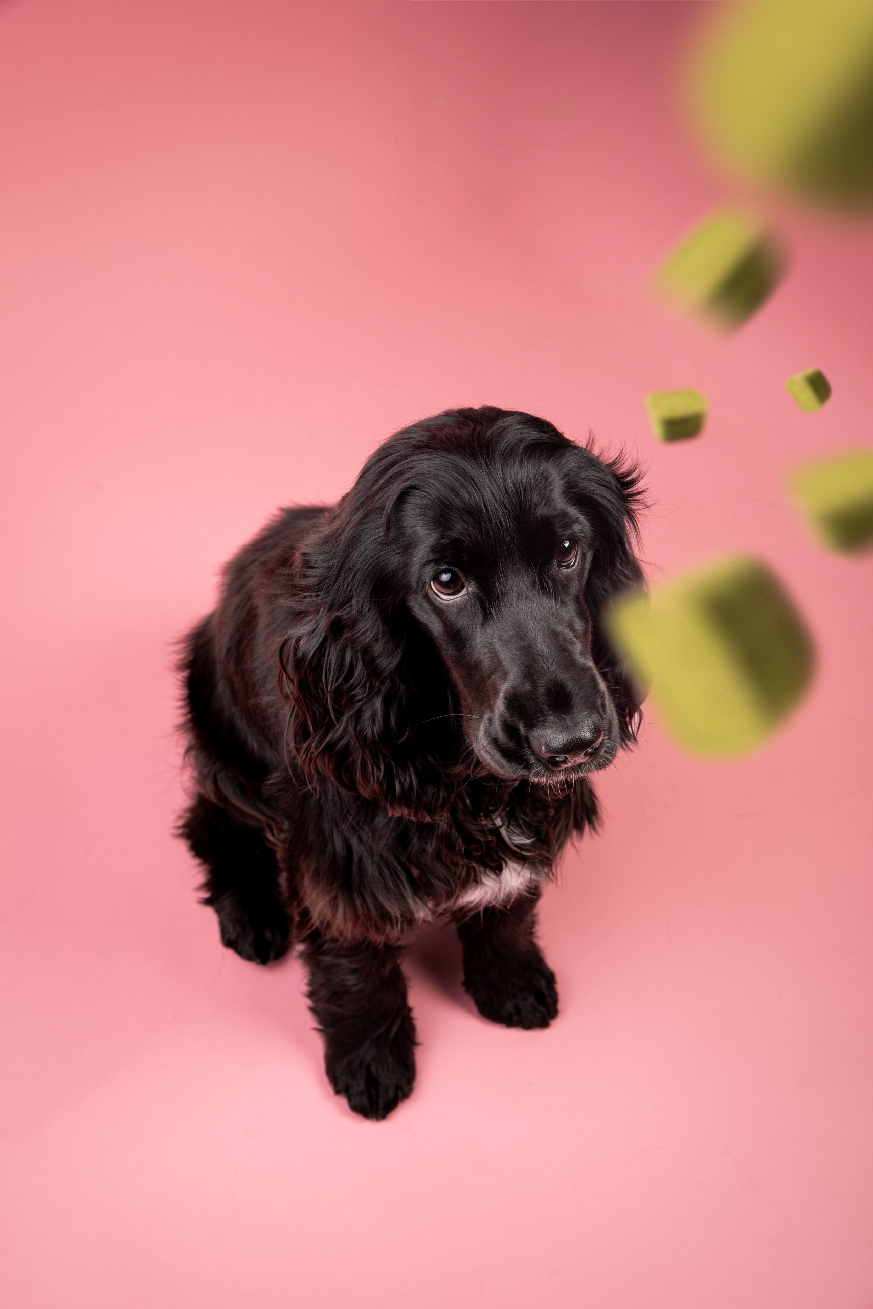 cocker